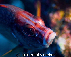 Squirrel fish taken near Bora Bora with 105mm macro lens by Carol Brooks Parker 